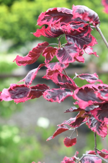 Бук лісовий Пурпуреа Триколор | Fagus sylvatica Purpurea Tricolor | Бук лесной Атропуницеа Пурпуреа